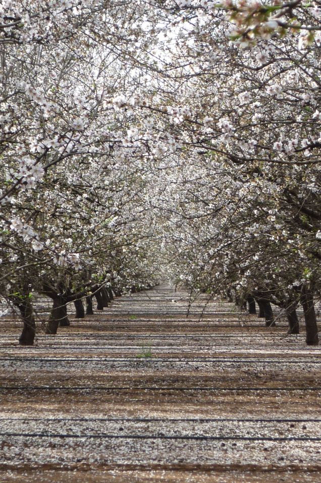 An almond plantation in full bloom.