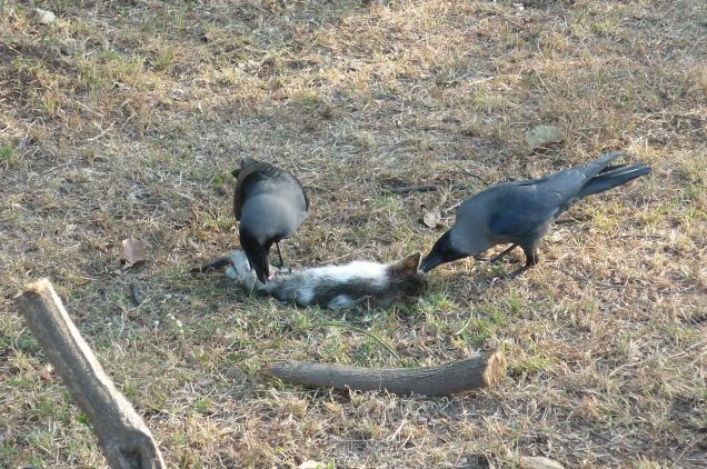 Scavenger birds can help human communities by cleaning up carcasses that can harbour disease. These Indian house crows were photographed in their home range.