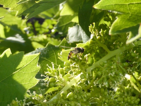 Hoverflies on grape flowers. I also saw Euro honey bees on these.