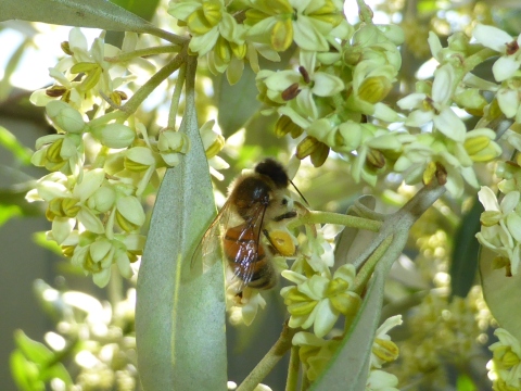 European honey bee on olive flowers.