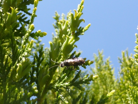 Flower wasp (Tiphiidae sp.) on conifers.