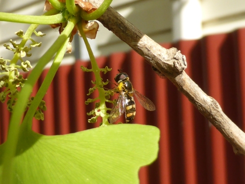 Common hoverfly on male ginkgo tree.